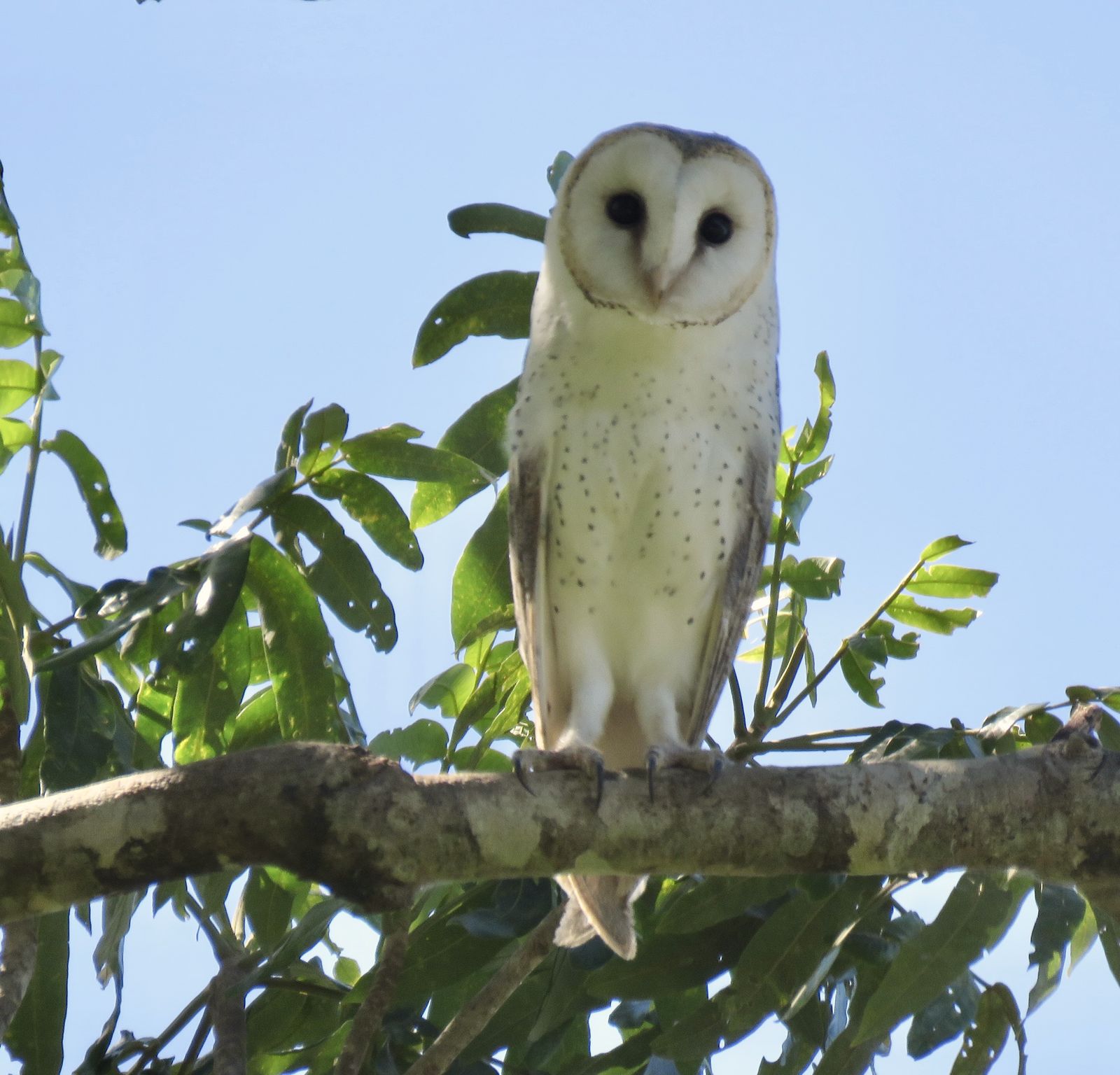 Eastern Barn Owl perched in daylight