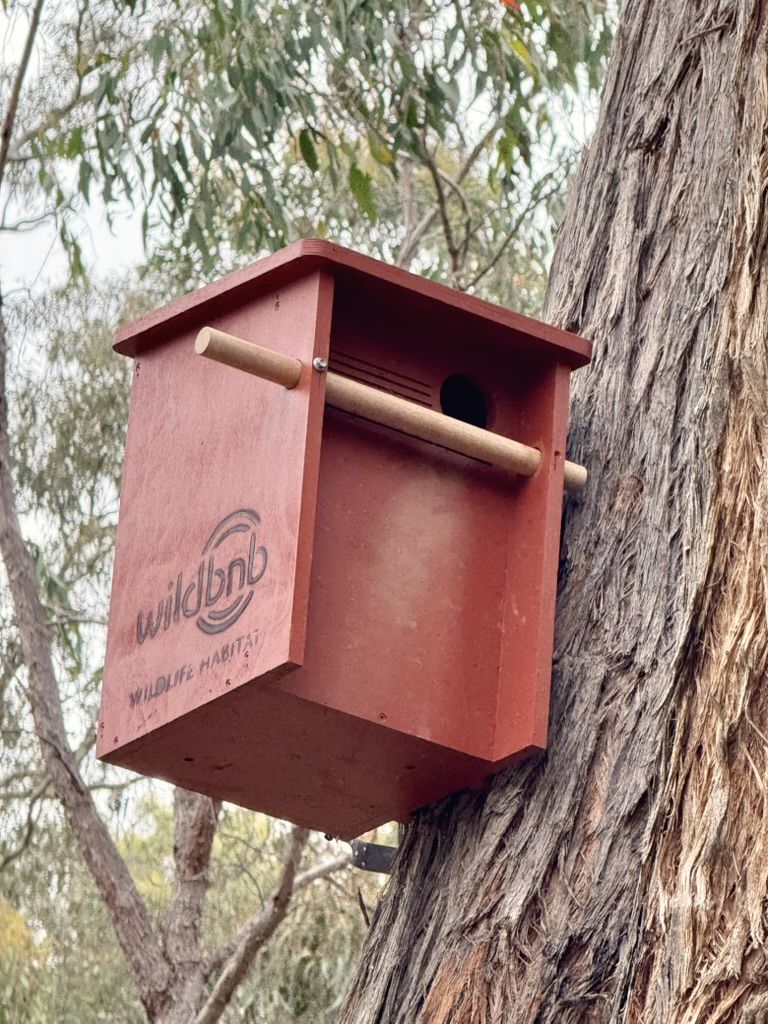 Wildbnb nest box on a eucalypt