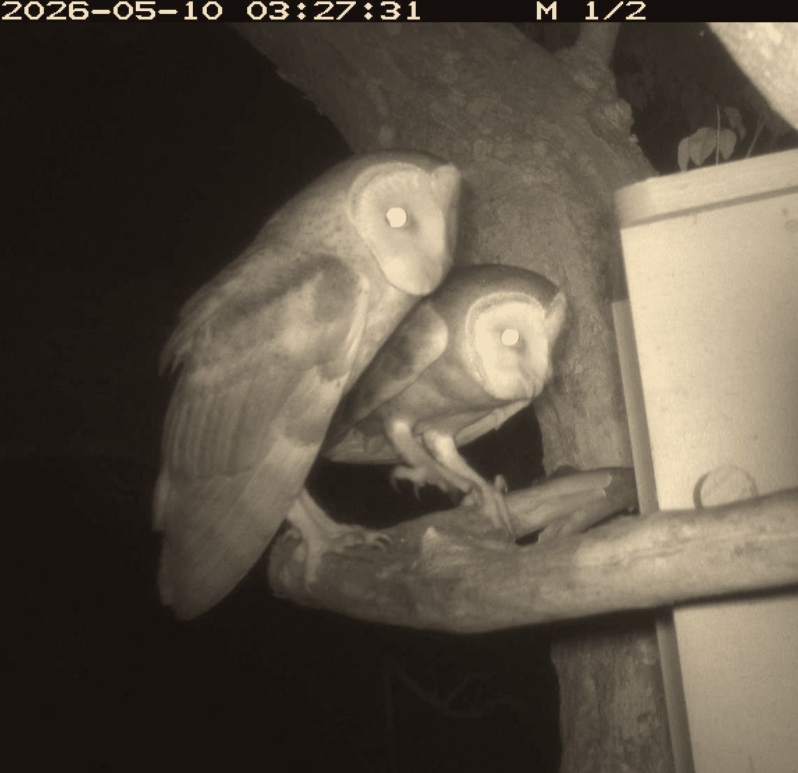 Breeding barn owls on a farm roost