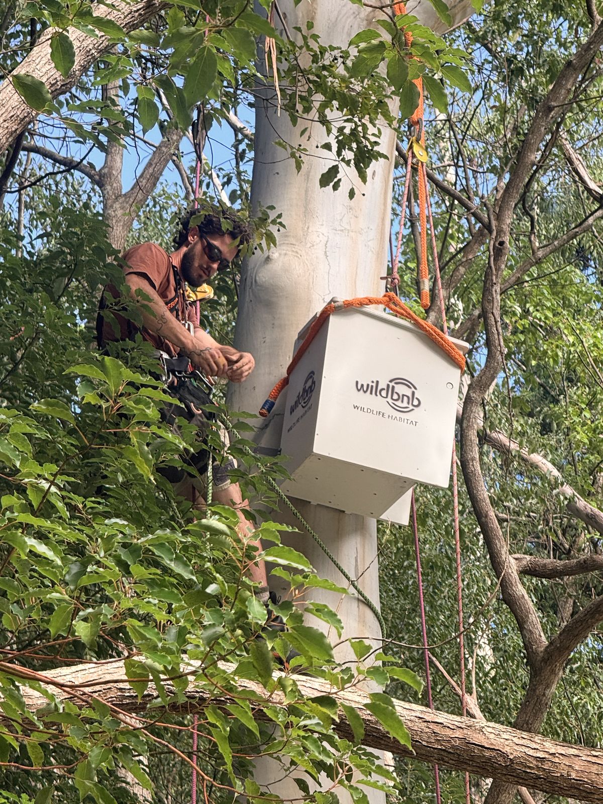 Wildbnb climber installing a nest box