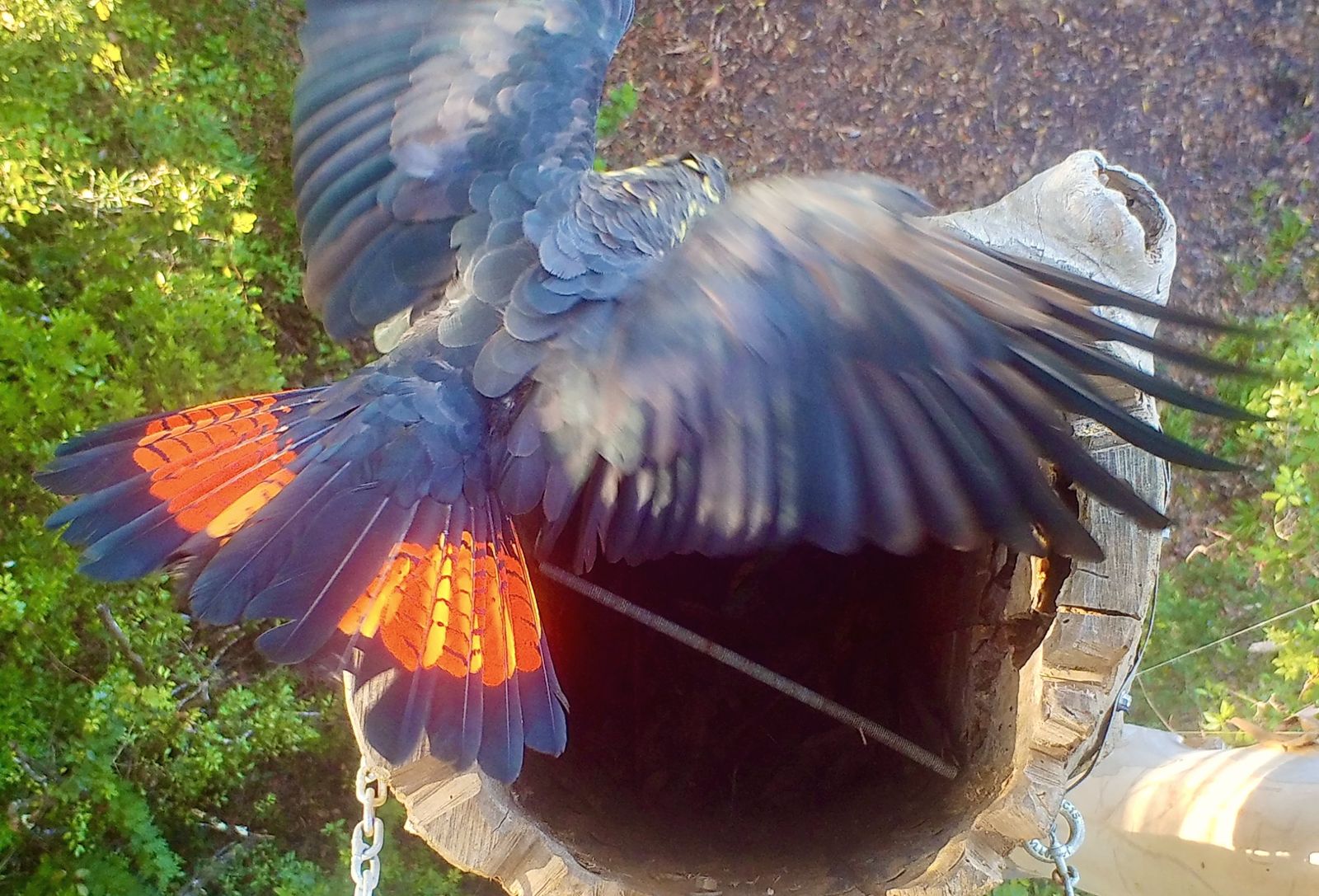 Glossy Glossy Black-Cockatoo fanning its red tail at a Hunk-of-Trunk hollow