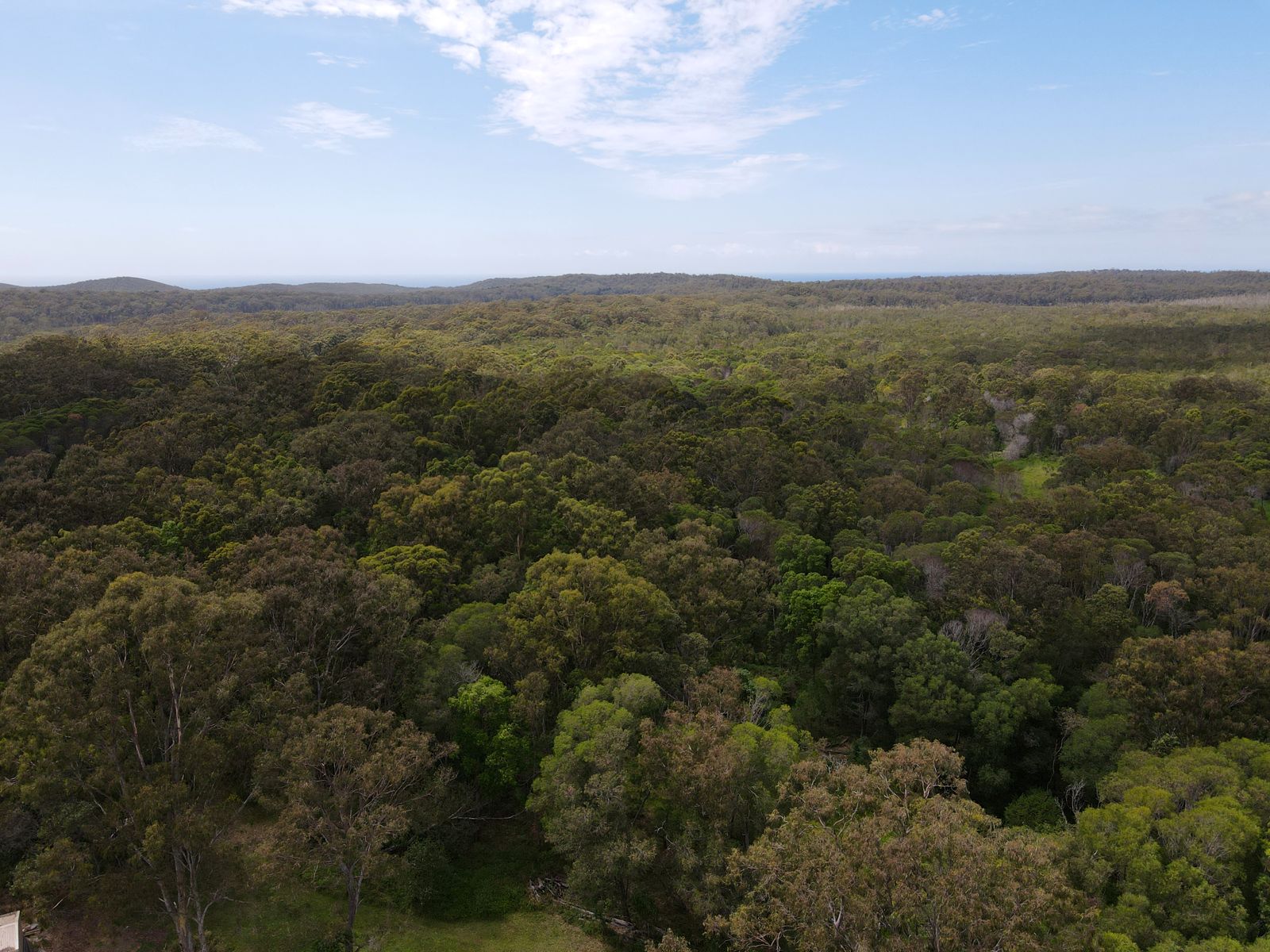 Eucalypt forest canopy seen from a survey drone