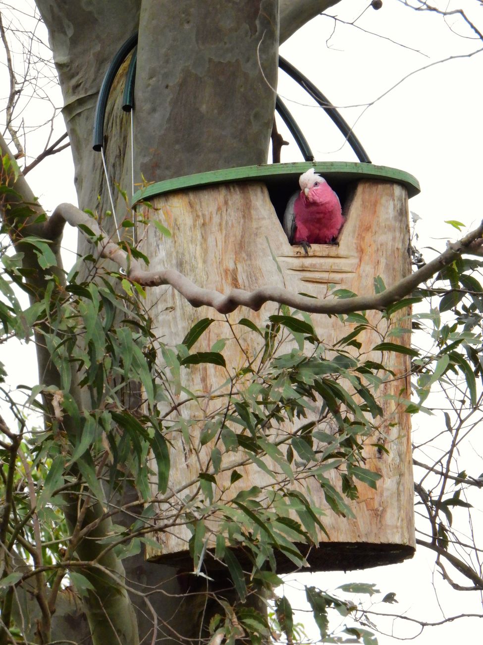Galah in a Hunk-of-Trunk hollow