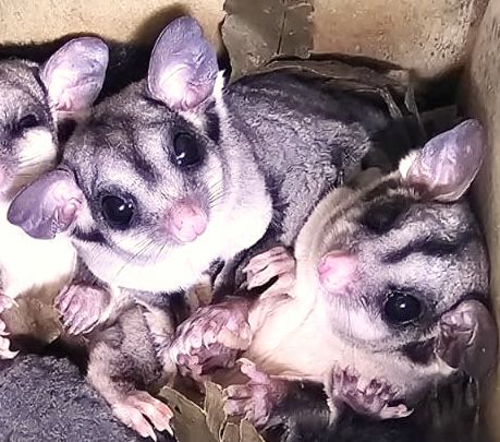 Sugar Gliders in a nest box