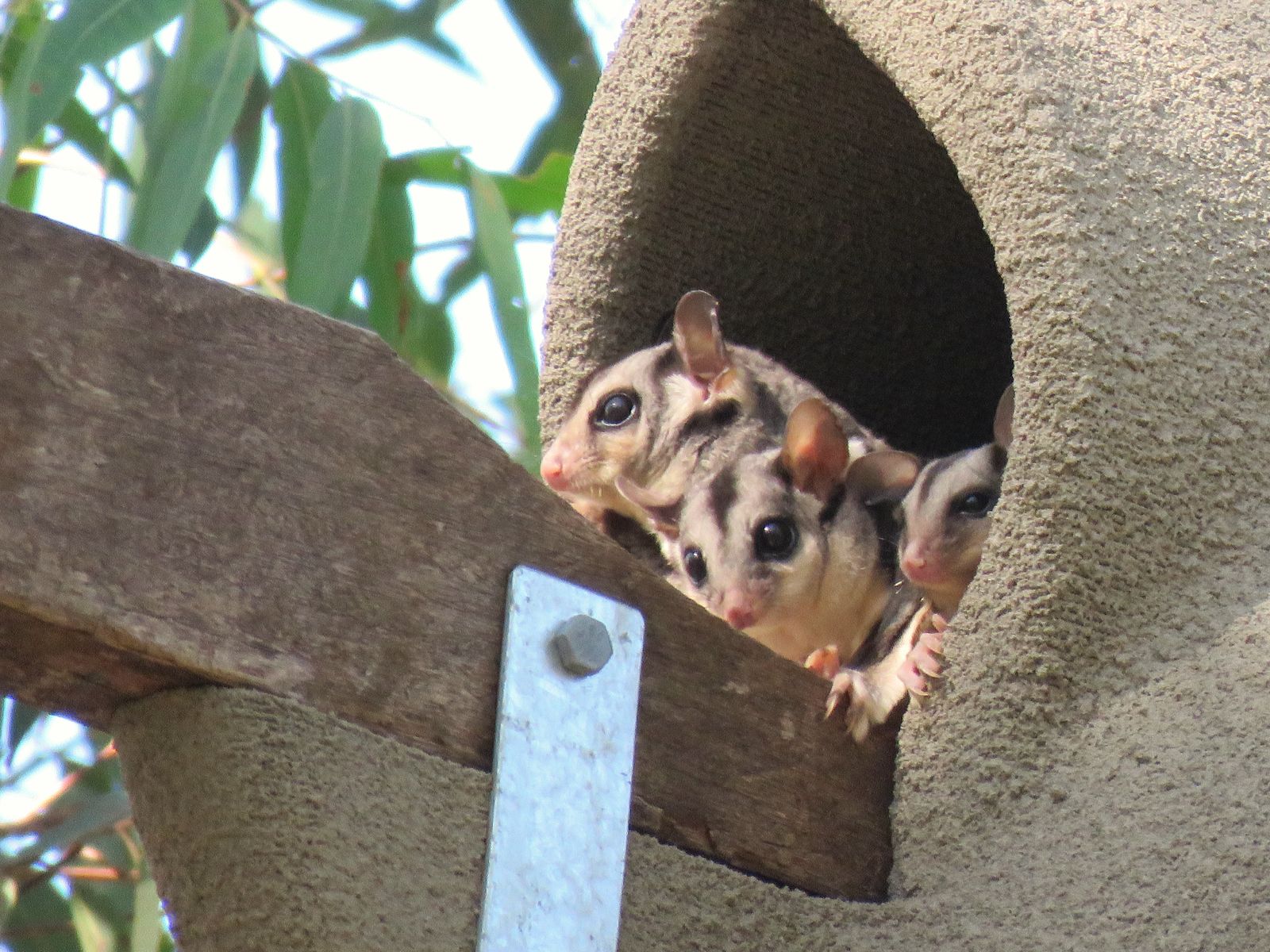 Sugar Gliders peering from a PodHollow