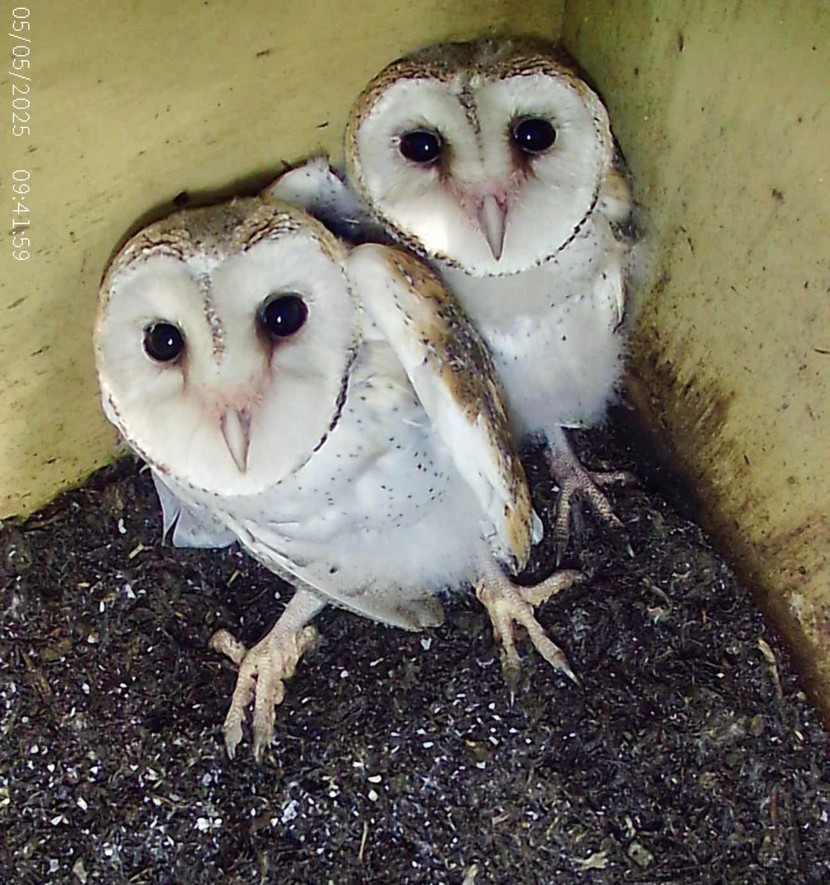 Two barn owls in a Wildbnb owl box