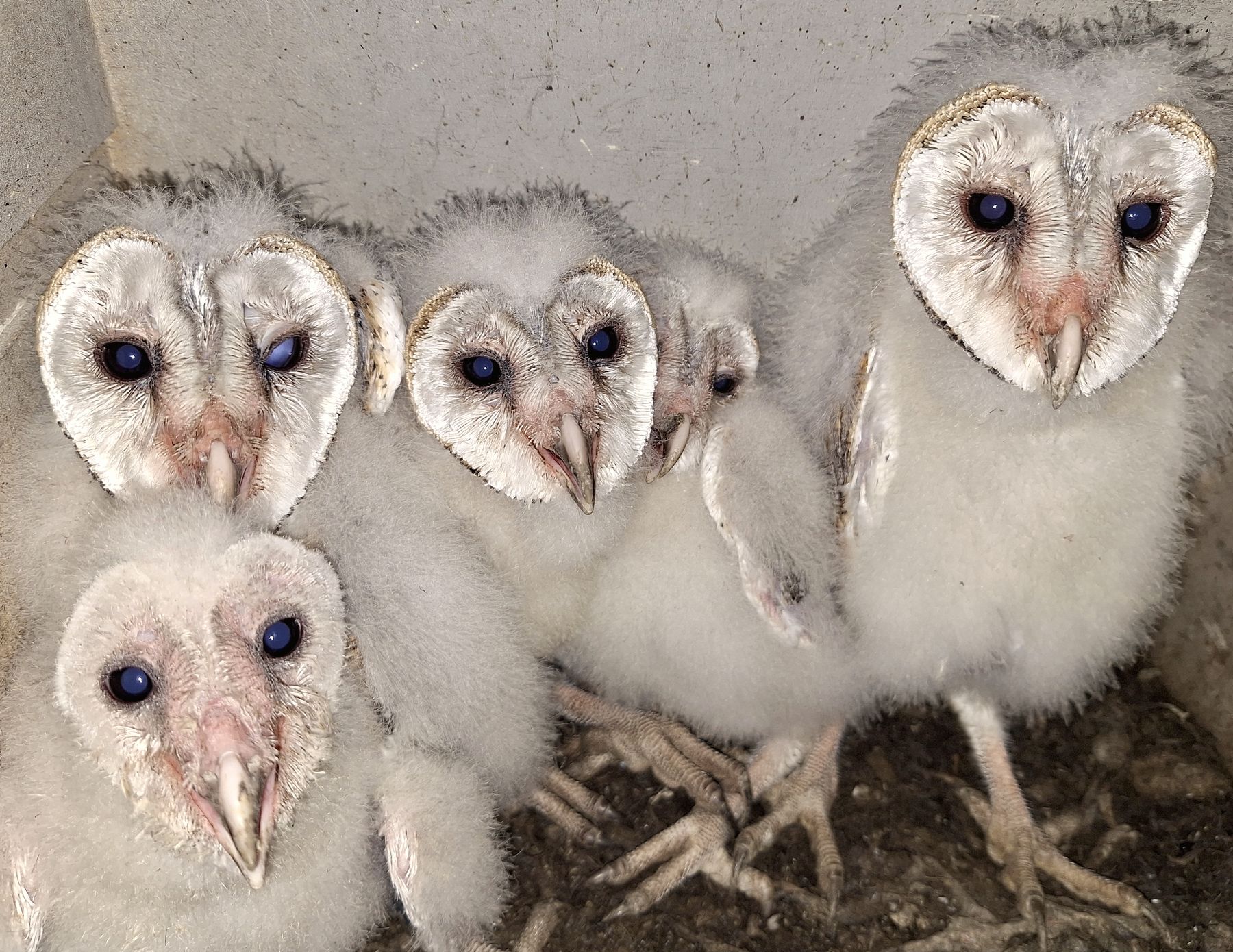 Five barn owl chicks raised in a Wildbnb owl box