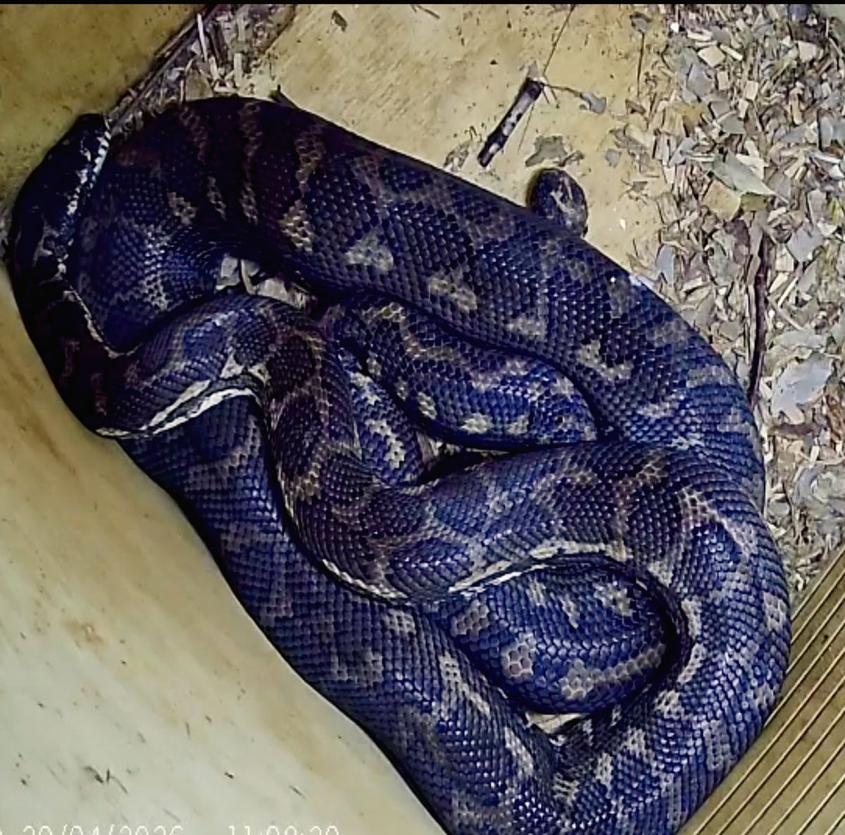 Carpet python coiled in a nest box